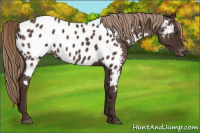 Horse Color:Liver Red Roan Appaloosa 