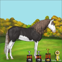 Horse Color:Liver Chestnut Splash Appaloosa 