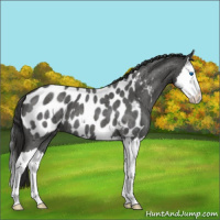 Horse Color:Liver Red Roan Splash Appaloosa 