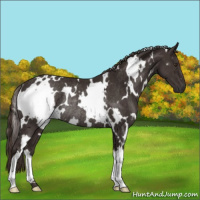 Horse Color:White Spotted Liver Chestnut Rabicano 