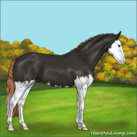 Horse Color:Liver Chestnut Splash Appaloosa 
