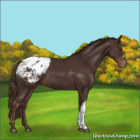 Horse Color:Liver Chestnut Appaloosa 