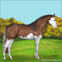 Horse Color:Liver Chestnut Splash 