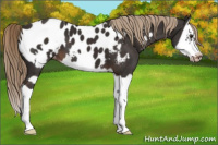 Horse Color:Liver Chestnut Splash Frame Appaloosa 