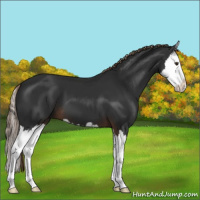 Horse Color:Liver Chestnut Sabino Splash 
