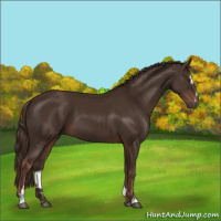Horse Color:Liver Chestnut Sabino 