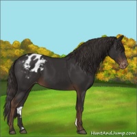 Horse Color:Liver Chestnut Appaloosa 