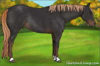 Horse Color:Liver Chestnut Rabicano 