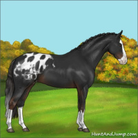 Horse Color:Liver Chestnut Splash Appaloosa 