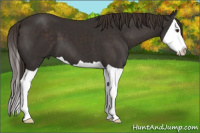 Horse Color:Liver Chestnut Splash 