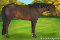 Horse Color:Liver Chestnut 