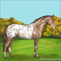 Horse Color:White Spotted Liver Chestnut Pearl Sabino Appaloosa 