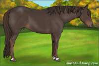 Horse Color:Liver Chestnut 