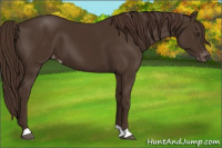 Horse Color:Liver Chestnut Appaloosa 