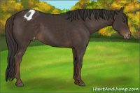 Horse Color:Liver Chestnut Appaloosa Rabicano 