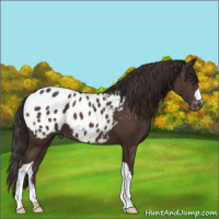 Horse Color:Liver Chestnut Appaloosa 