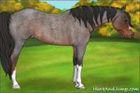Horse Color:Liver Red Roan