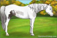 Horse Color:Liver Chestnut Splash Tobiano Varnish 