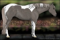 Horse Color:Silver Black Tobiano 
