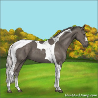 Horse Color:Silver Black Tobiano 