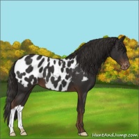 Horse Color:Liver Chestnut Near Leopard 