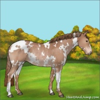 Horse Color:White Spotted Chestnut Rabicano 