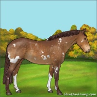 Horse Color:White Spotted Chocolate Buckskin Rabicano 
