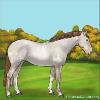 Horse Color:White Spotted Smoky Grullo Pearl 