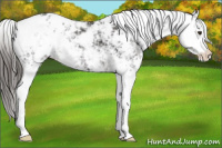 Horse Color:Liver Chestnut Sabino Appaloosa 