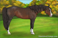Horse Color:Liver Chestnut Sabino 