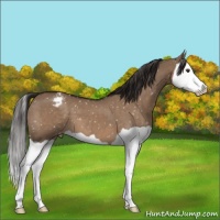 Horse Color:Liver Red Dun Splash Appaloosa 
