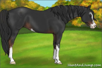 Horse Color:Liver Chestnut Sabino 
