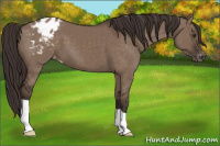 Horse Color:Liver Red Dun Appaloosa 