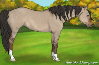 Horse Color:Liver Red Dun 