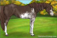 Horse Color:Liver Chestnut Sabino 