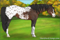 Horse Color:Liver Chestnut Sabino Appaloosa 