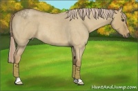 Horse Color:Palomino Roan Dun 