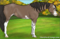 Horse Color:Liver Red Dun Sabino 