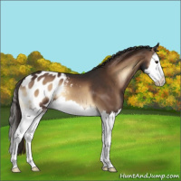 Horse Color:Liver Red Onyx Splash Blanket 