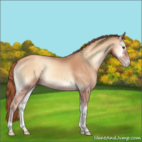 Horse Color:Gold Champagne Onyx 
