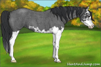 Horse Color:Blue Roan Splash