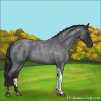 Horse Color:Blue Roan Tobiano 