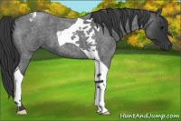 Horse Color:Blue Roan Tobiano 