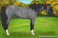 Horse Color:Blue Roan
