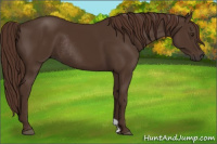 Horse Color:Liver Chestnut Rabicano 