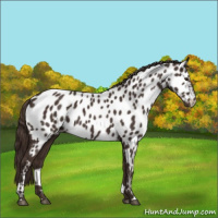 Horse Color:Liver Chestnut Appaloosa 
