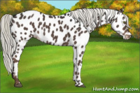 Horse Color:Liver Chestnut Mushroom Appaloosa 