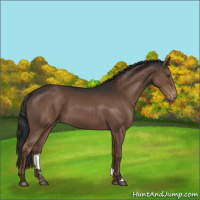 Horse Color:Liver Chestnut Varnish 