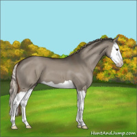 Horse Color:Liver Red Dun Splash 