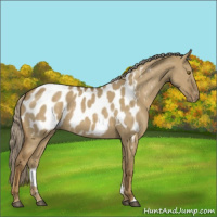 Horse Color:Chocolate Palomino Dun Mushroom Appaloosa Rabicano 